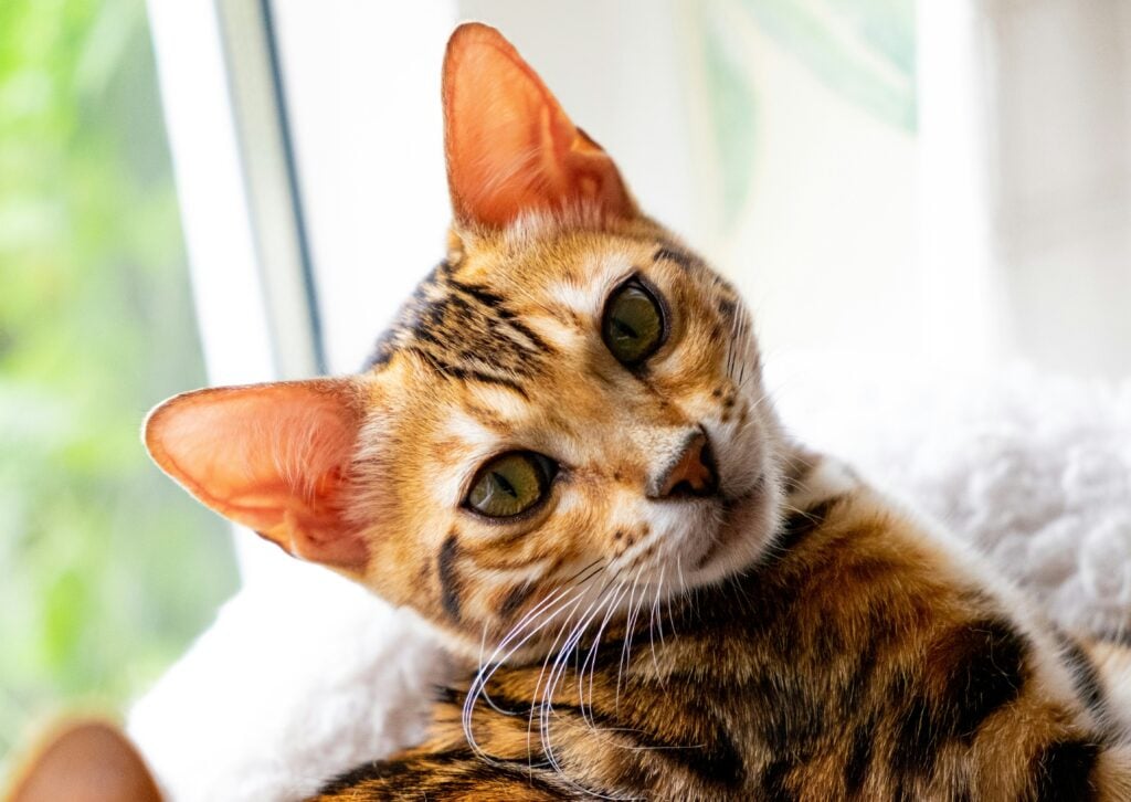 Bengal