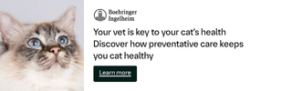 förebyggande vård för din katt
